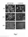 Fig. 02 - Bioassay for cell conditioned media
