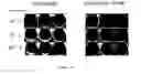 Fig. 10 - THERMOSENSITIVE MUTANTS OF INFLUENZA VIRUSES
