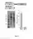 Fig. 04 - Cytokinin synthase enzymes, constructs, and related methods