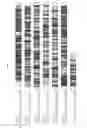Fig. 02 - Thermostable β-glucosidase
