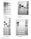 Fig. 10 - Long-acting coagulation factors and methods of producing same