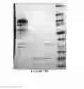 Fig. 11 - Long-acting coagulation factors and methods of producing same