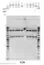 Fig. 27 - COMPOSITIONS AND METHODS OF NUCLEIC ACID-TARGETING NUCLEIC ACIDS