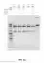 Fig. 29 - COMPOSITIONS AND METHODS OF NUCLEIC ACID-TARGETING NUCLEIC ACIDS
