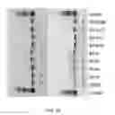 Fig. 41 - COMPOSITIONS AND METHODS OF NUCLEIC ACID-TARGETING NUCLEIC ACIDS