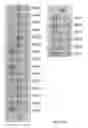Fig. 56 - COMPOSITIONS AND METHODS OF NUCLEIC ACID-TARGETING NUCLEIC ACIDS