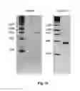 Fig. 11 - Compositions and methods for intramolecular nucleic acid rearrangement
