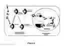 Fig. 03 - RNA aptamers against BAFF-R as cell-type specific delivery agents and methods for their use