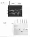Fig. 09 - RNA aptamers against BAFF-R as cell-type specific delivery agents and methods for their use