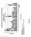 Fig. 16 - RNA aptamers against BAFF-R as cell-type specific delivery agents and methods for their use