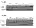 Fig. 42 - RNA aptamers against BAFF-R as cell-type specific delivery agents and methods for their use