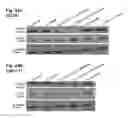 Fig. 48 - RNA aptamers against BAFF-R as cell-type specific delivery agents and methods for their use
