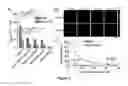 Fig. 05 - Nanoparticle mediated delivery of siRNA