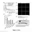 Fig. 06 - Nanoparticle mediated delivery of siRNA