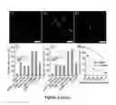 Fig. 08 - Nanoparticle mediated delivery of siRNA