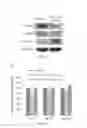 Fig. 09 - Pharmaceutical composition for treating liver diseases