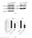 Fig. 25 - Pharmaceutical composition for treating liver diseases