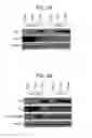Fig. 04 - Foreign DNA surveillance protein