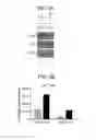 Fig. 05 - Foreign DNA surveillance protein