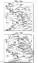 Fig. 13 - Foreign DNA surveillance protein