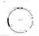 Fig. 02 - Plasmid for minicircle production