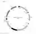 Fig. 03 - Plasmid for minicircle production