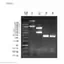 Fig. 04 - Plasmid for minicircle production