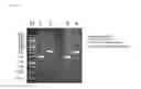 Fig. 05 - Plasmid for minicircle production