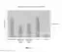 Fig. 12 - Methods of enhancing the resistance of plants to bacterial pathogens