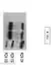 Fig. 10 - Replication defective adenovirus vector in vaccination