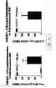 Fig. 12 - Replication defective adenovirus vector in vaccination