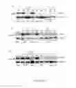 Fig. 03 - Effective delivery of large genes by dual AAV vectors