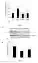 Fig. 12 - Effective delivery of large genes by dual AAV vectors