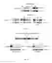Fig. 16 - Effective delivery of large genes by dual AAV vectors