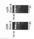 Fig. 04 - Isolated human cell with an inactivated glucocorticoid receptor gene