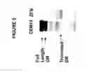 Fig. 06 - Isolated human cell with an inactivated glucocorticoid receptor gene