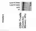 Fig. 07 - Isolated human cell with an inactivated glucocorticoid receptor gene