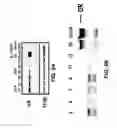 Fig. 10 - Isolated human cell with an inactivated glucocorticoid receptor gene