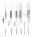 Fig. 16 - Isolated human cell with an inactivated glucocorticoid receptor gene
