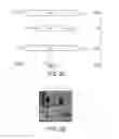 Fig. 03 - Engineered strain of for production of poly-R-3-hydroxyalkanoate polymers with defined monomer unit composition and methods based thereon
