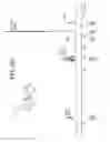 Fig. 27 - Engineered strain of for production of poly-R-3-hydroxyalkanoate polymers with defined monomer unit composition and methods based thereon