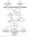 Fig. 30 - Engineered strain of for production of poly-R-3-hydroxyalkanoate polymers with defined monomer unit composition and methods based thereon