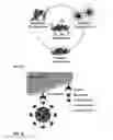 Fig. 40 - Engineered strain of for production of poly-R-3-hydroxyalkanoate polymers with defined monomer unit composition and methods based thereon