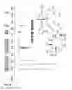 Fig. 42 - Engineered strain of for production of poly-R-3-hydroxyalkanoate polymers with defined monomer unit composition and methods based thereon
