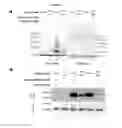 Fig. 04 - Probes and assays for measuring E3 ligase activity