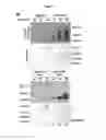Fig. 07 - Probes and assays for measuring E3 ligase activity