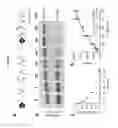 Fig. 10 - Probes and assays for measuring E3 ligase activity