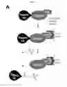 Fig. 17 - Probes and assays for measuring E3 ligase activity