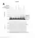 Fig. 34 - Probes and assays for measuring E3 ligase activity