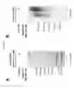 Fig. 44 - Probes and assays for measuring E3 ligase activity